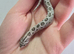 2026 Hognose babies ready to go from £80