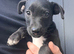 Patterdale x puppies