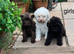 Beautiful Schnoodle Puppies GIRLS