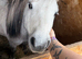 Fully registered mini Shetland gelding