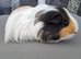 Young Female Guinea Pigs looking for their forever homes (various breeds)