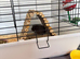 2 female guinea pigs
