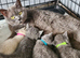 British blue shorthairs LAST 2 MALES LEFT