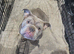 *LAST MALE* Lilac Tri English bulldog puppies