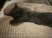 4 Stunning Maine Coon x British Shorthair Kittens (Rare Color-Changing Coats!)