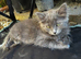 Ragdoll X British Short hair 2 female kittens