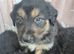 Beautiful mastiff cross pups