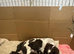 Cocker spaniel pups