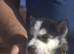 6 x stunning Siberian husky pups