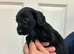 Working Cocker spaniel pups