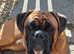 KC REG PROVEN 0 HEART SCORE BOXER STUD