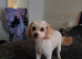 Toy poodle
