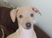 Cream and fawn Italian Greyhound puppies KC Reg