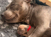 STUNNING BLUE/FAWN & BLUE/WHITE STAFFORDSHIRE BULLTERRIER PUPPIES FOR SALE