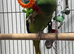 Super tame Alexandrian parrot