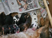 Show Cocker Spaniel Puppies