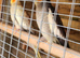 Baby cockatiels