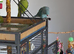 2x Indian ringnecks