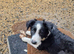 Boarder collie pups