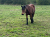 Welsh d coming 5yrs old mare 14,2hh
