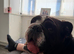 Beautiful female English bulldog