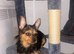 Loving Jack Russell mix looking for forever home
