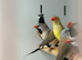 Star finches