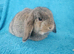 Selection of mini lop babies available