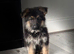 Kc reg German shepherd pups