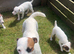 Parson russel pups