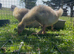 Embden goslings for sale
