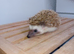 3 Pygmy Hedgehogs Avalible 8 weeks old