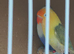 Love birds bonded with D N A  certificates care of