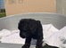 READY TO LEAVE NOW MINIATURE LABRADOODLE PUPPIES