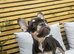 Female lovely Frenchie puppy for sale