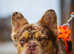 Visual Fluffy New Shade Rojo Tri Merle