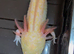 Hypo Axolotl babies