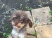 Cavapoos ready now 1 boy available