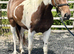 Talented Irish Sports Horse