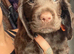 Beautiful Working x Show Cocker Spaniel Puppies – Home Raised, Ready for Their Forever Homes