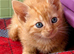 Rare female ginger, & calico kittens EXMOOR