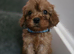 Beautiful cavapoo babies