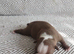 Gorgeous KC reg Boston terrier pups