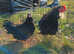 Frizzle bantam pair