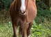 Traditional Gypsy Cob Gelding