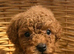 Toy Poodle