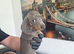 Miniature dachshunds