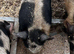 Intact Gloucestershire old spot/Kune Kune/Juliana cross boar