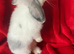 Gorgeous Pure Mini Lop Rabbits