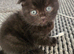 3 beautiful Scottish folds for sale and one Scottish straight
